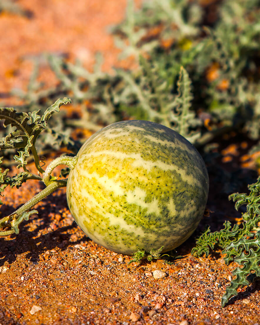 The Natural Super Hydrating Benefits of Kalahari Melon Oil